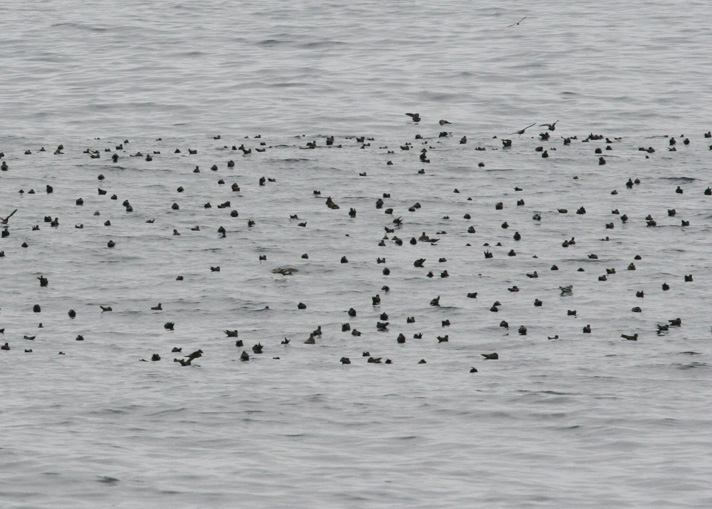 Storm Petrel Flock