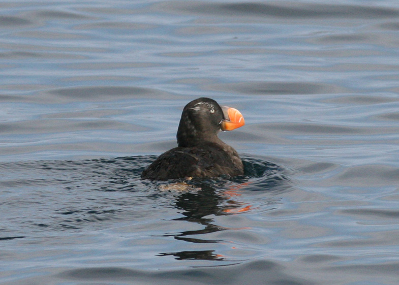 Tufted Puffin