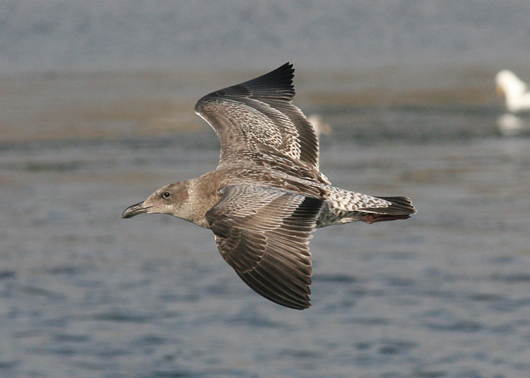 Western Gull