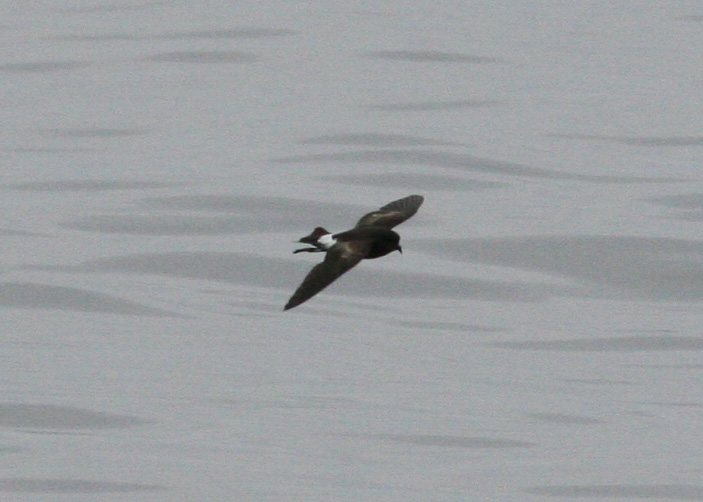 Wilson's Storm-Petrel