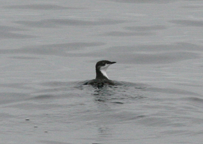 Xantus's Murrelet