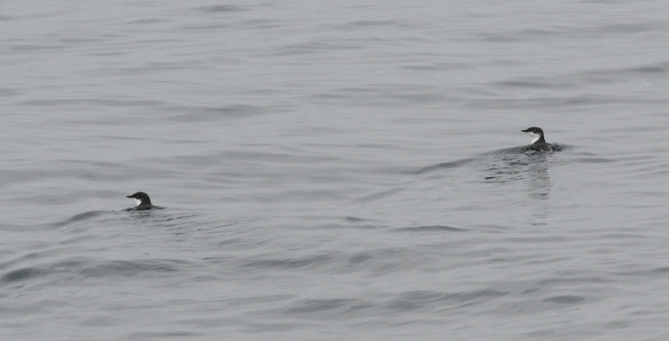 Xantus's Murrelets