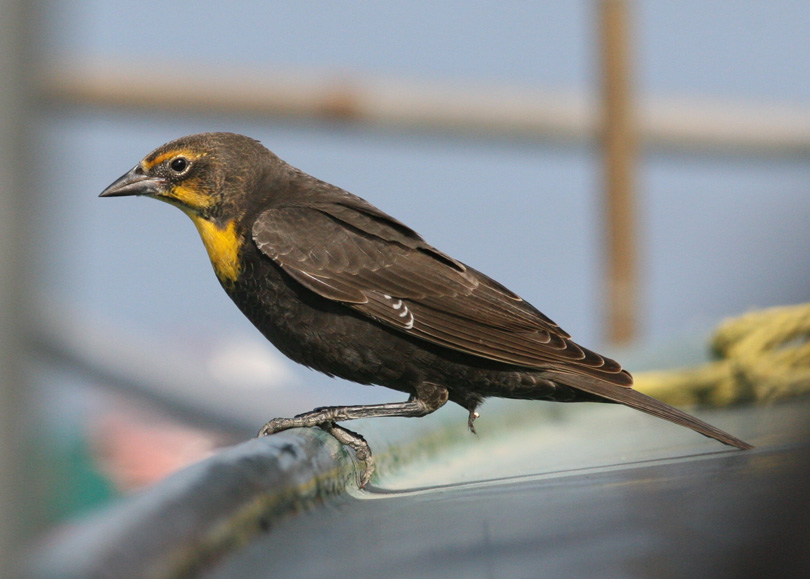 Yellow-headed Blackbird