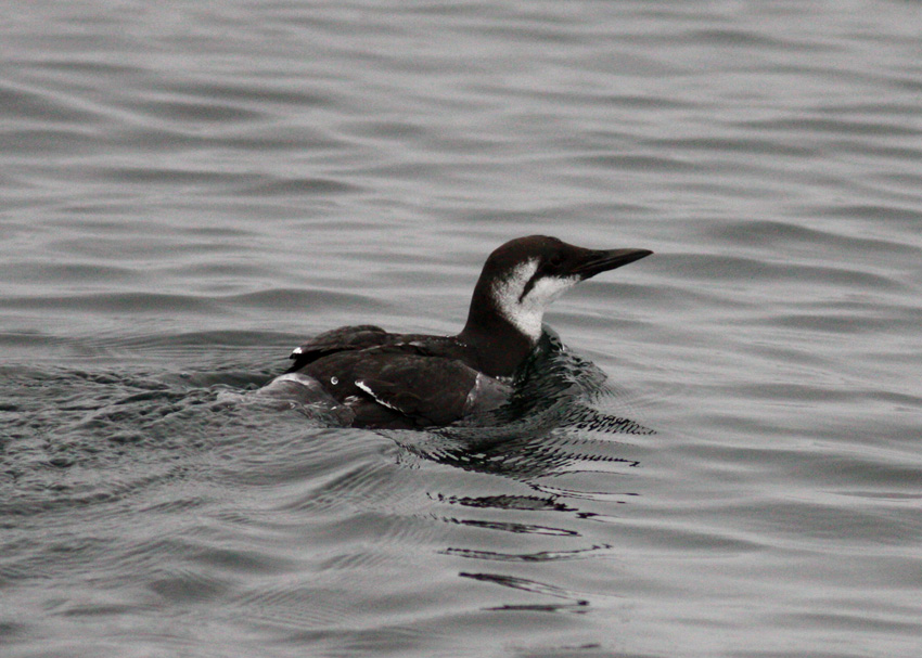 Common Murre