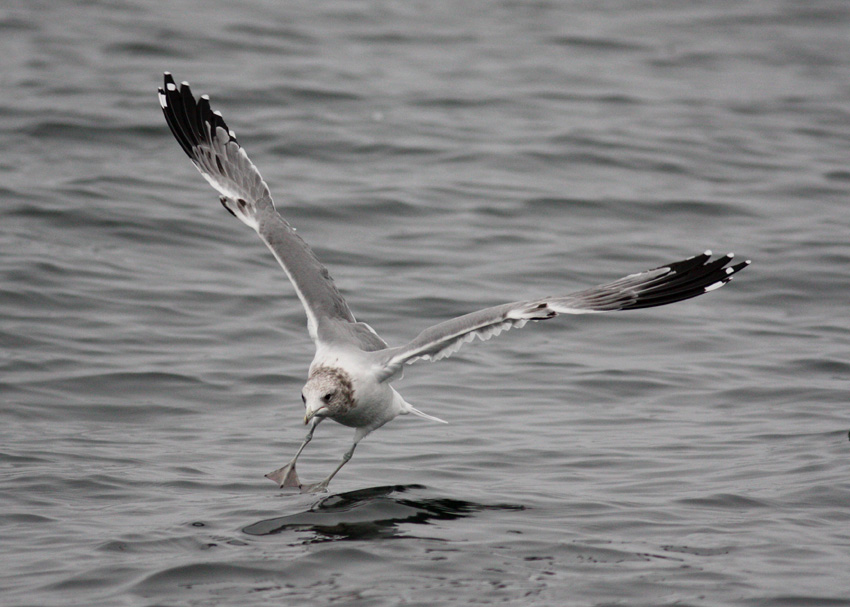 California Gull