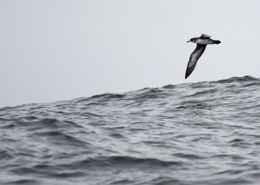 Pink-footed Shearwater