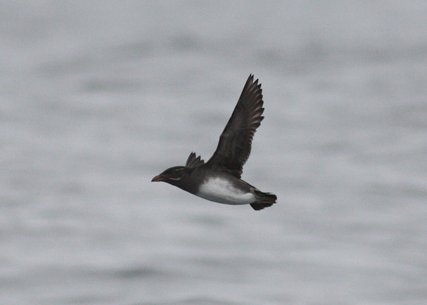 Rhinoceros Auklet