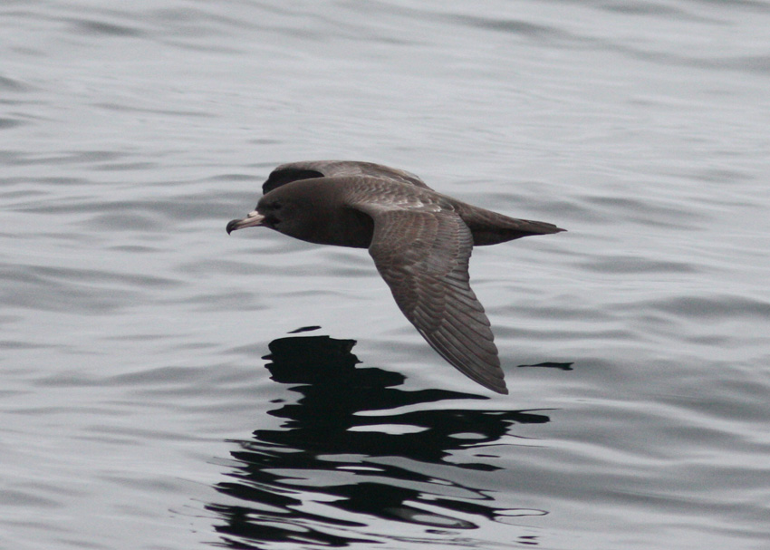 Flesh-footed Shearwater