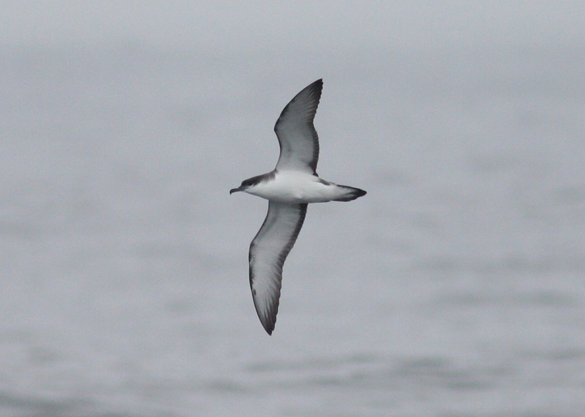 Buller's Shearwater