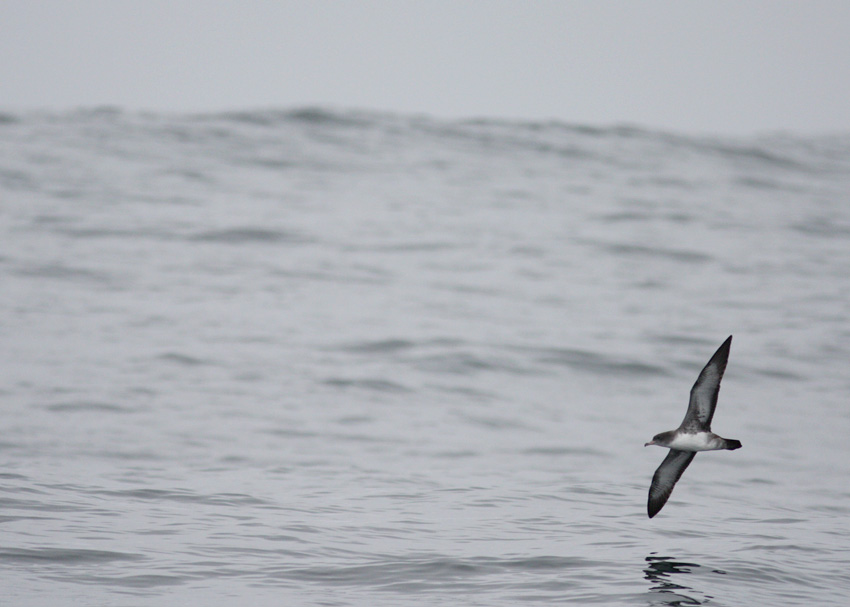 Pink-footed Shearwater