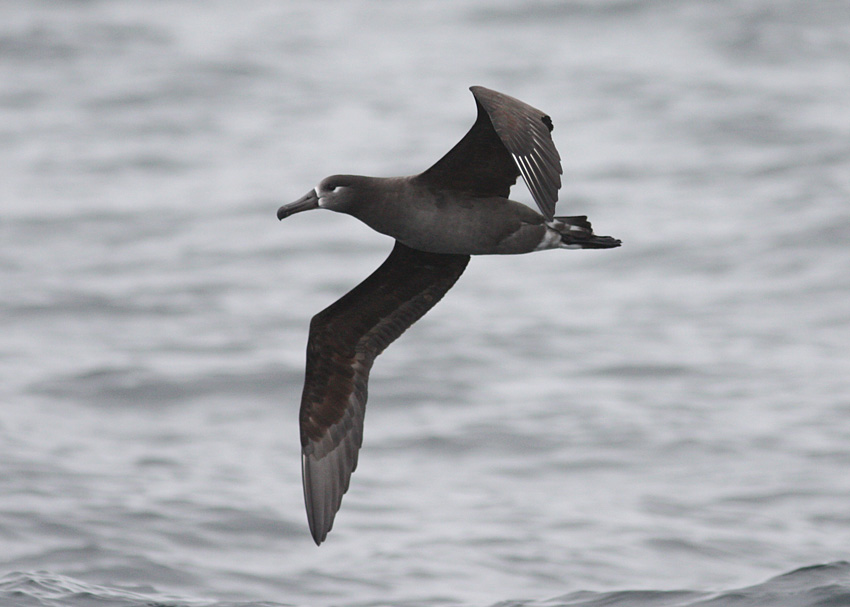 Black-footed Albatross