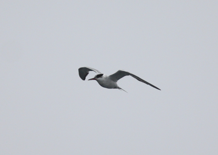 Common Tern