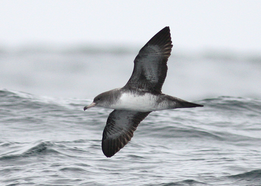 Pink-footed Shearwater