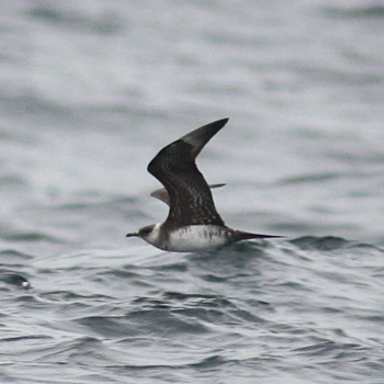 Parasitic Jaeger