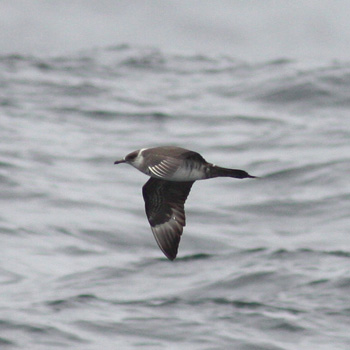 Parasitic Jaeger