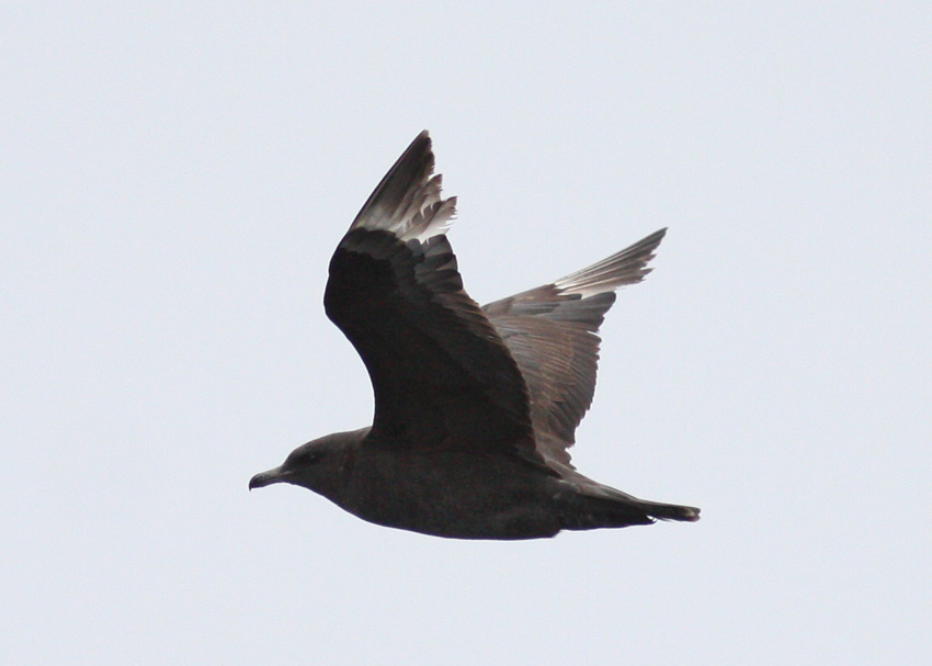 South Polar Skua