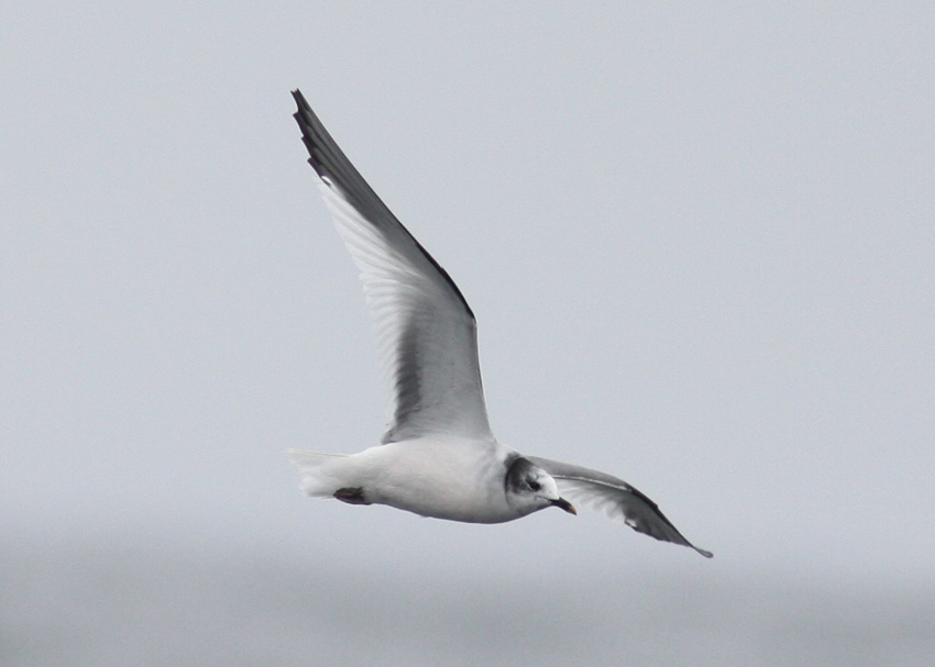 Sabine's Gull