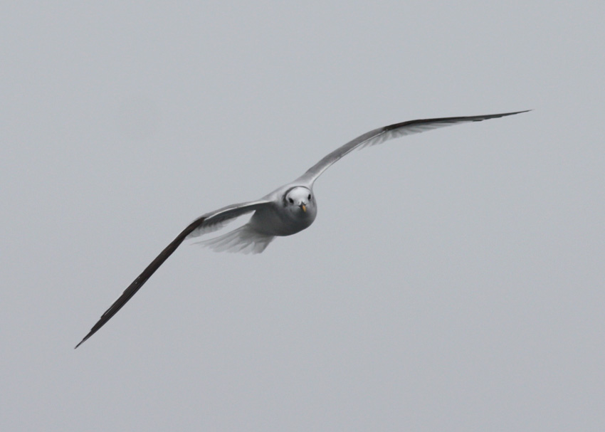 Sabine's Gull