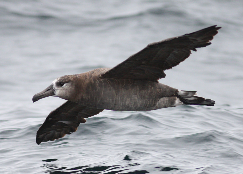 Black-footed Albatross