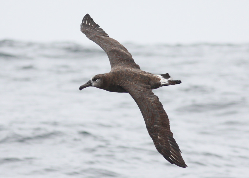 Black-footed Albatross