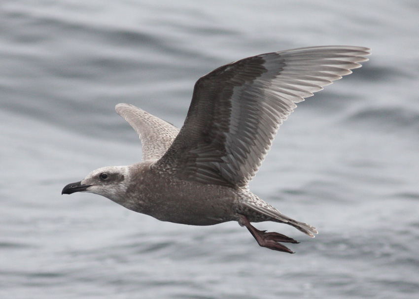 Glaucous-winged Gull