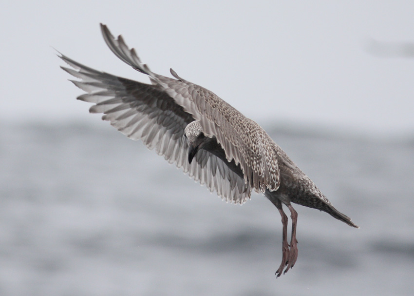 Glaucous-winged Gull