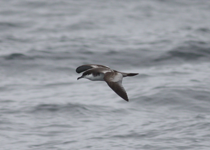 Buller's Shearwater