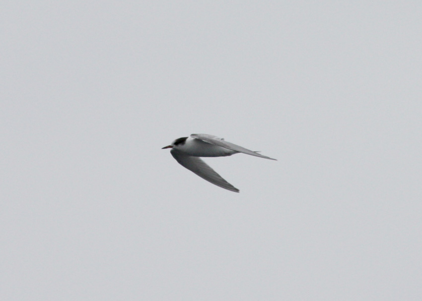 Arctic Tern