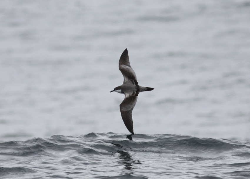 Buller's Shearwater