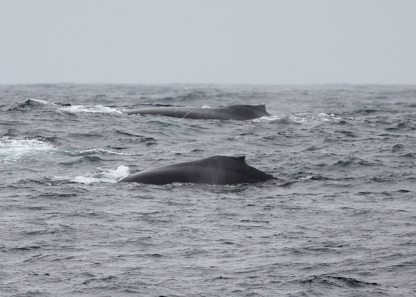 Humpback Whales