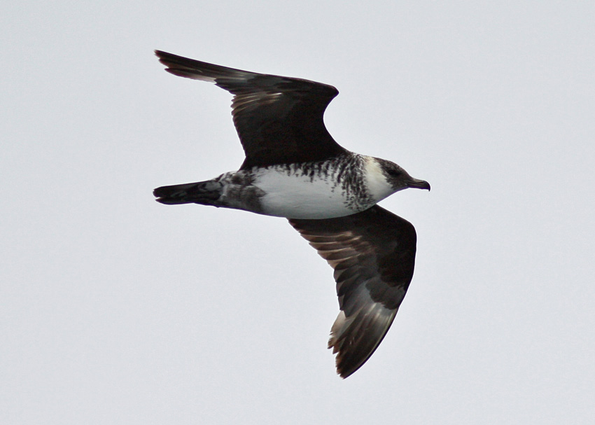 Pomarine Jaeger