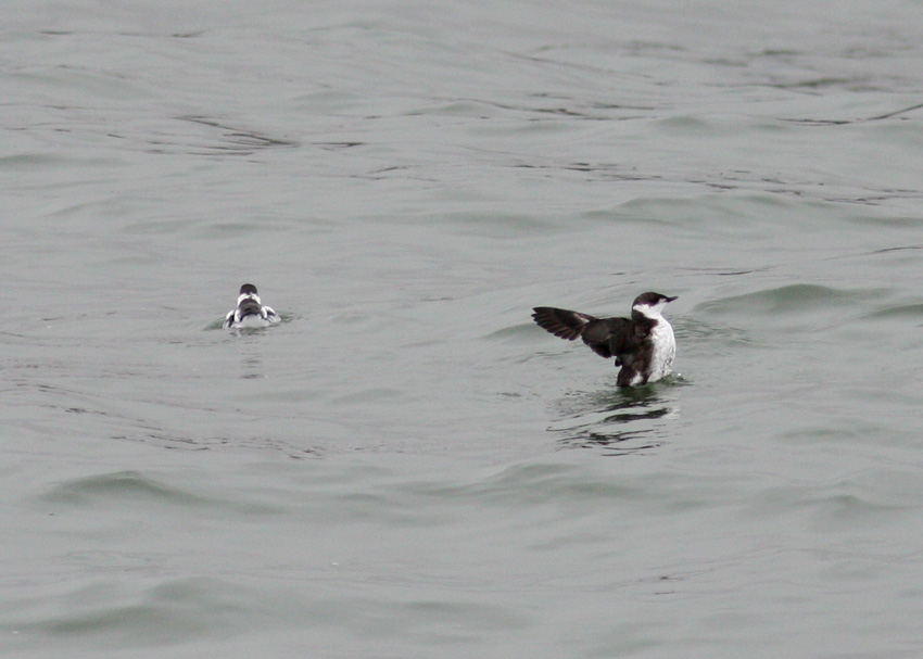 Marbled Murrelets