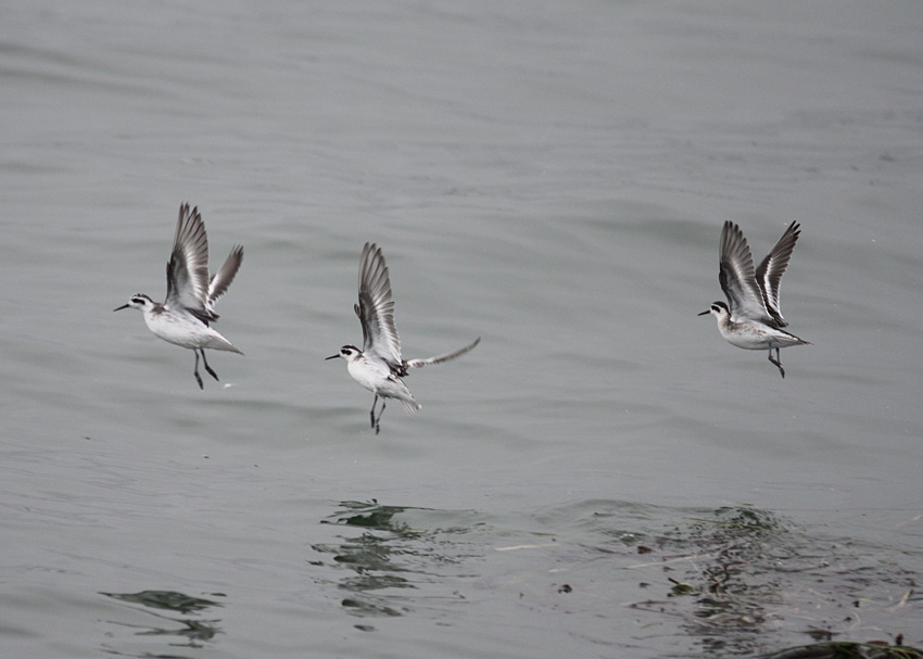 Red-necked Phalaropes