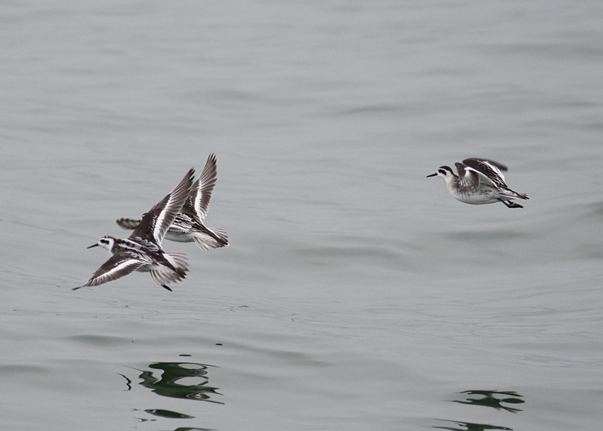 Red-necked Phalaropes