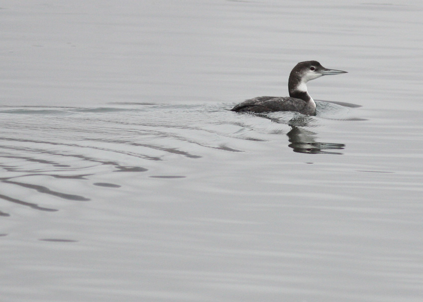 Common Loon