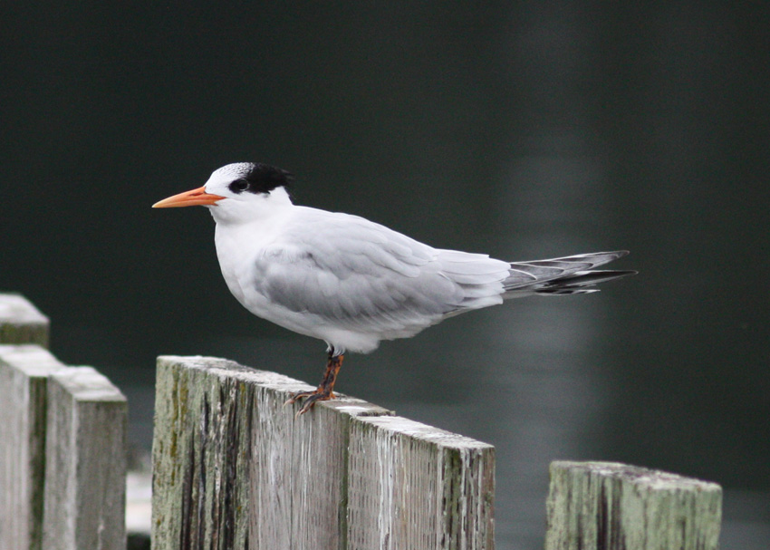 Elegant Tern