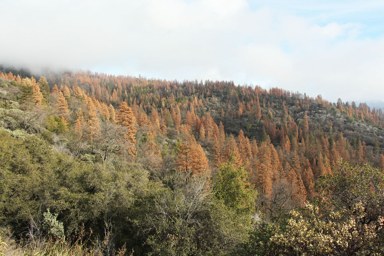 Pine Die-Off