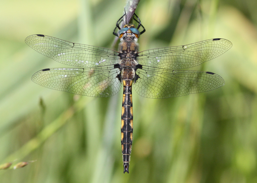 Beaverpond Baskettail