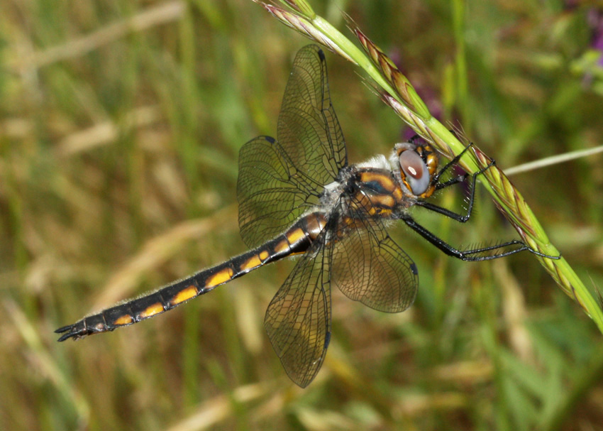 Beaverpond Baskettail