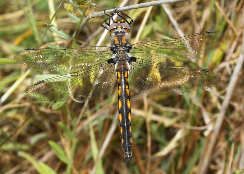 Beaverpond Baskettail