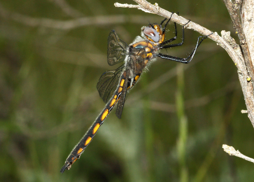 Beaverpond Baskettail