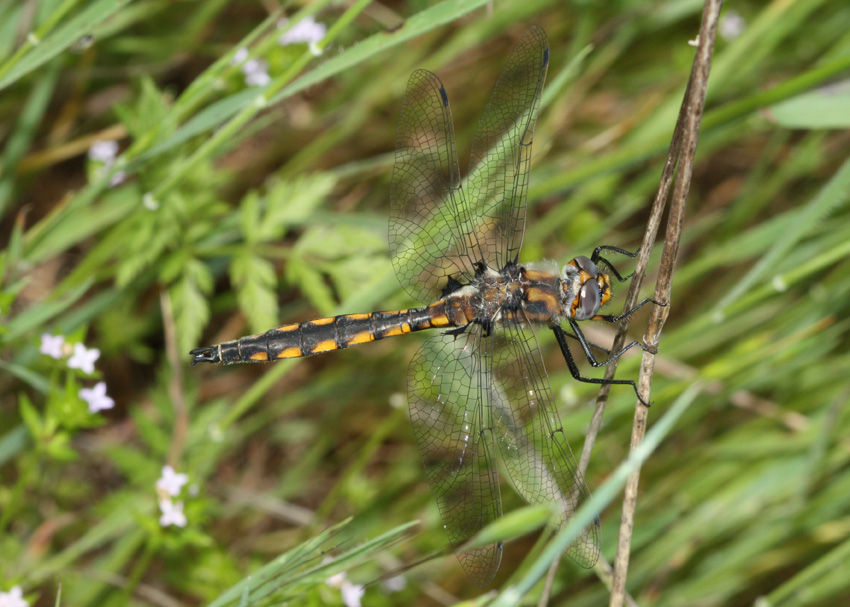 Beaverpond Baskettail