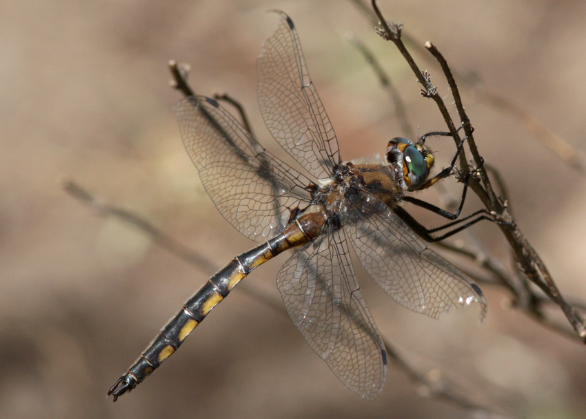 Beaverpond Baskettail