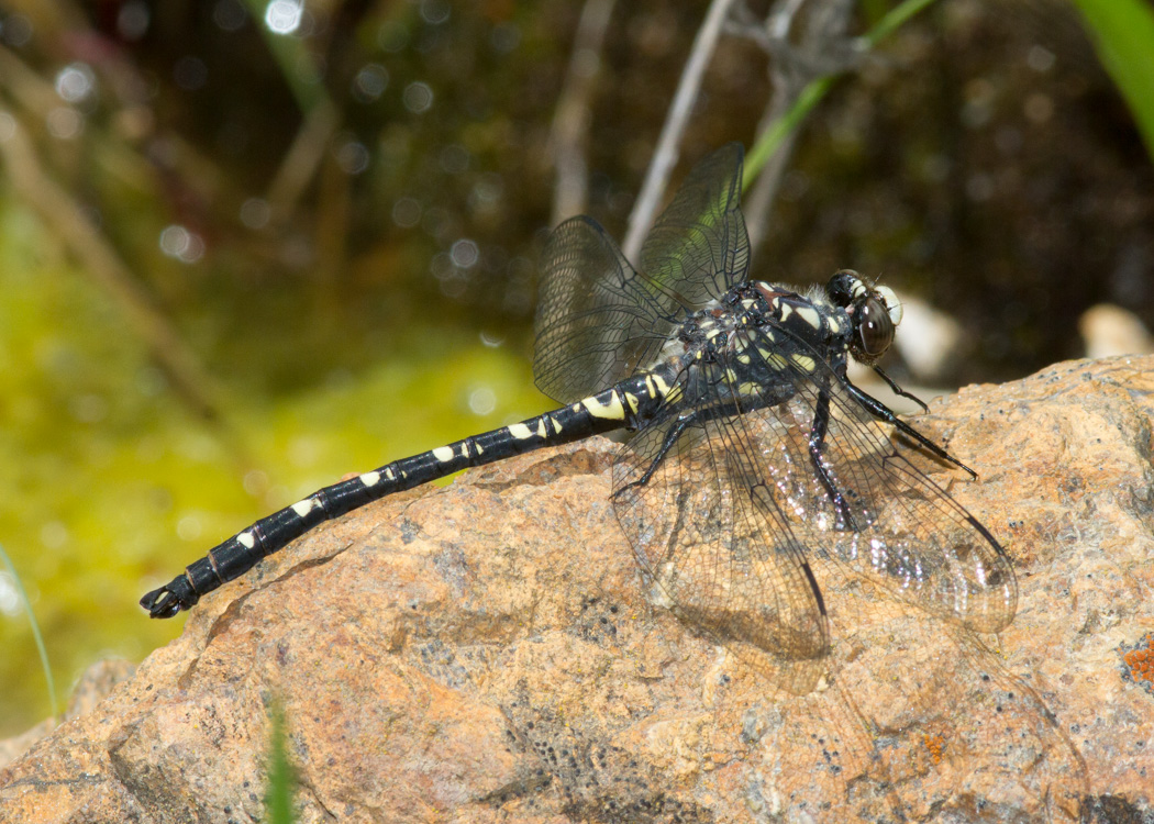 Black Petaltail