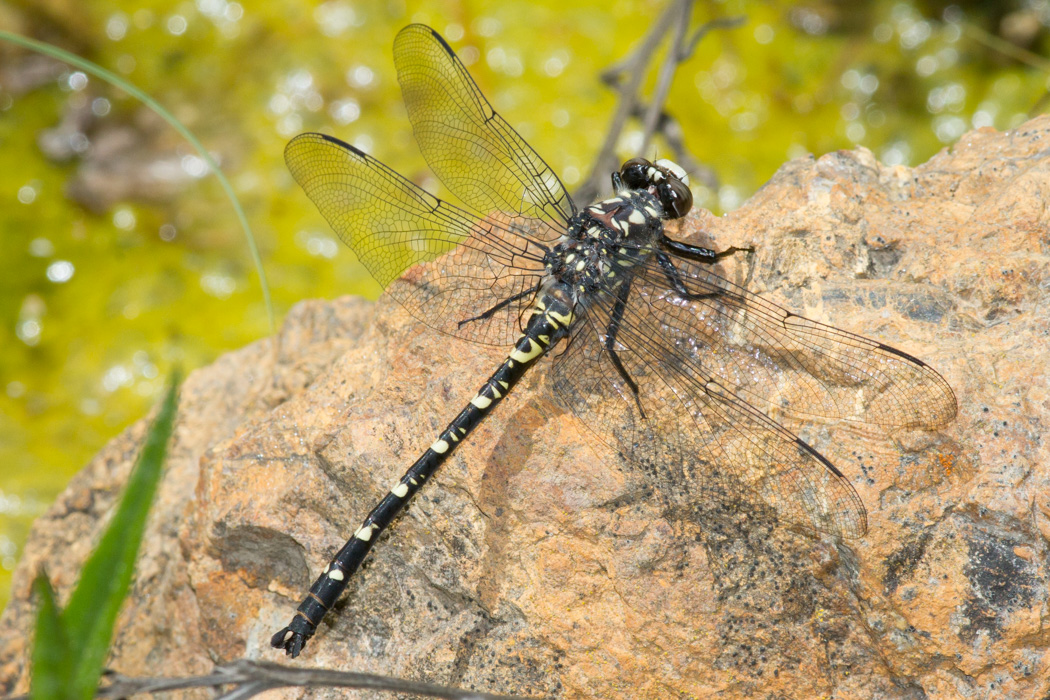 Black Petaltail