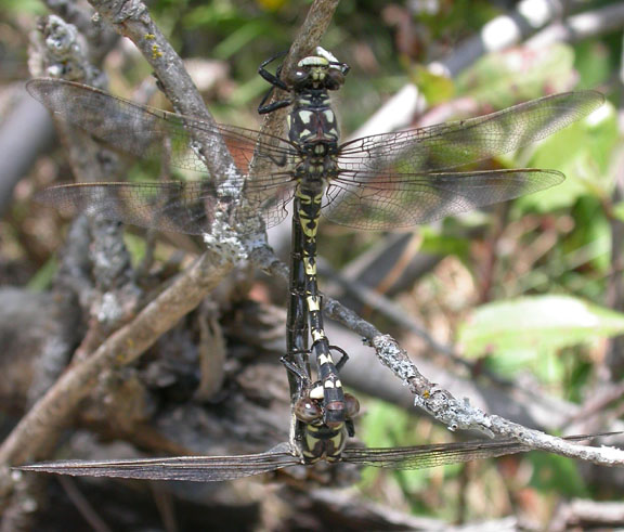 Black Petaltail