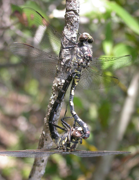 Black Petaltail