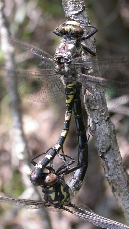 Black Petaltail