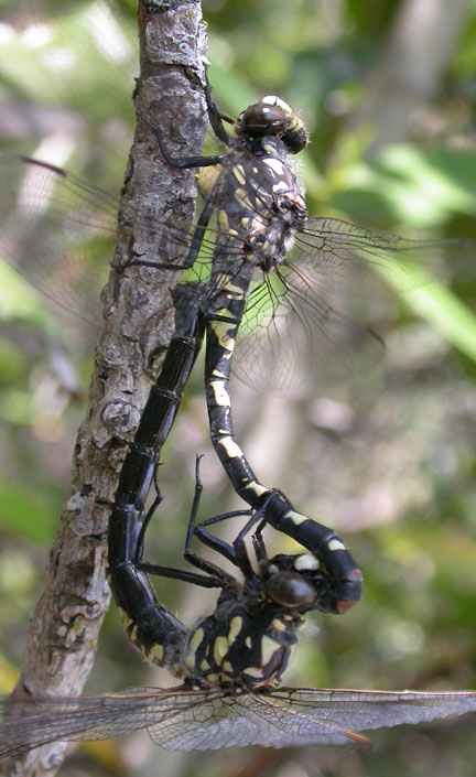 Black Petaltail