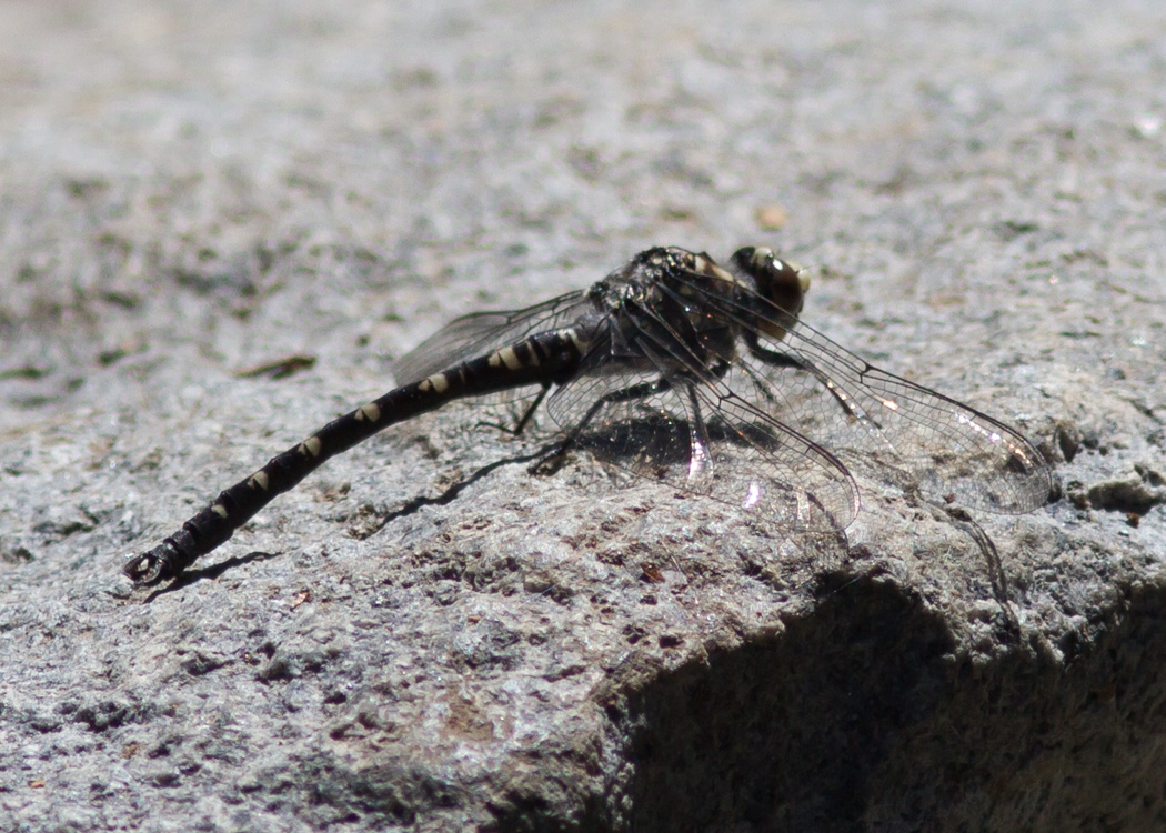 Black Petaltail